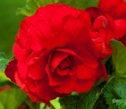 Begonia tub AH Roseform Red
